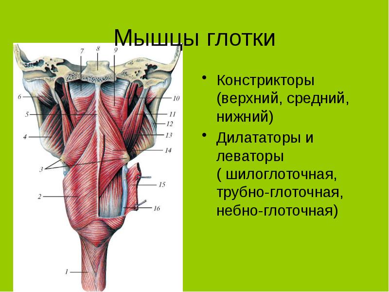 Продольные мышцы рисунок