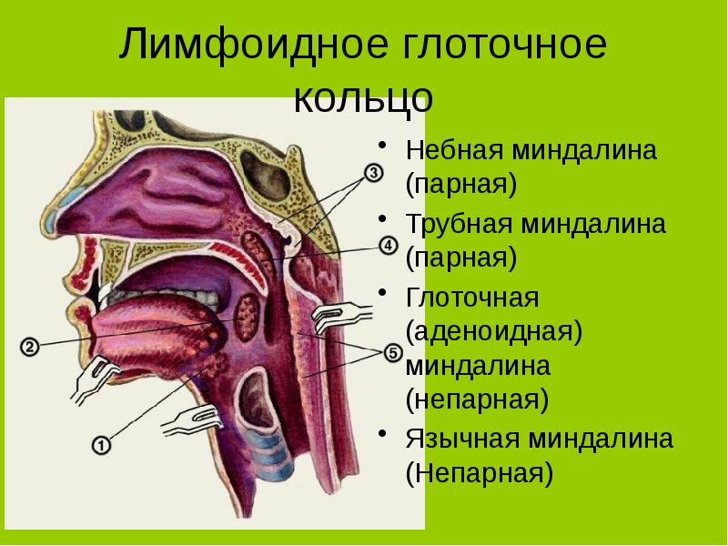 Где находятся гланды у человека показать на рисунке