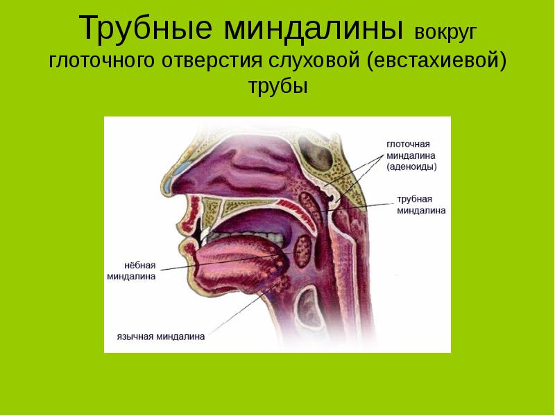 Строение носоглотки и ротоглотки человека фото и описание