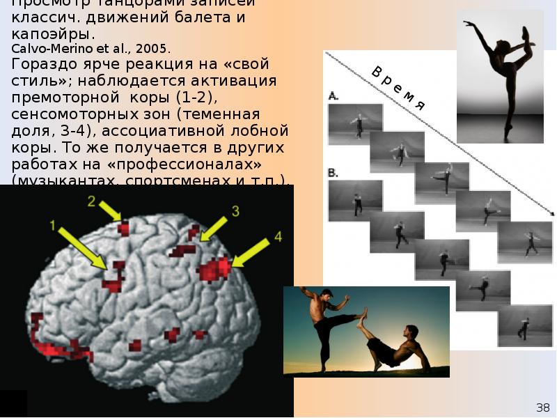 Знания облегчают восприятие искусства. Мозг и движение Дубынин. Мозг танцора. Балет и мозг. Изоляция Нейроэстетика.