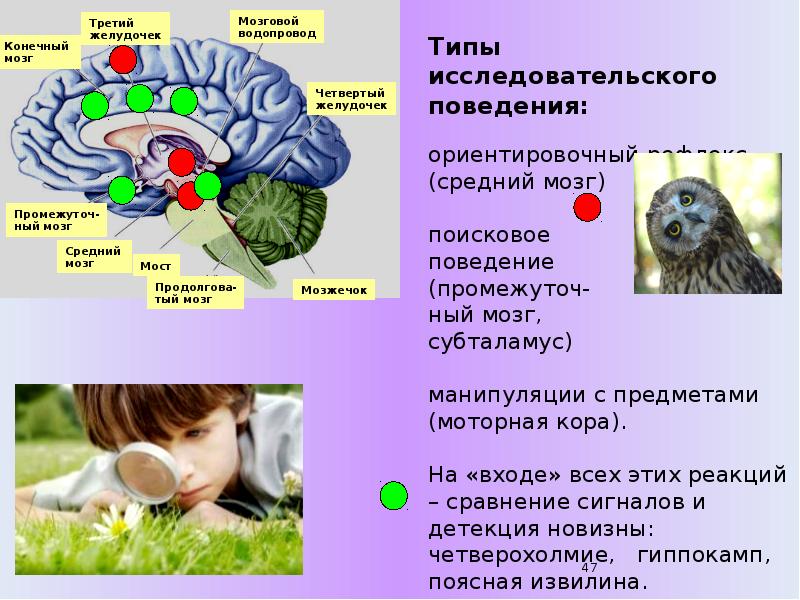 Какой мозг воспринимает информацию от органов зрения