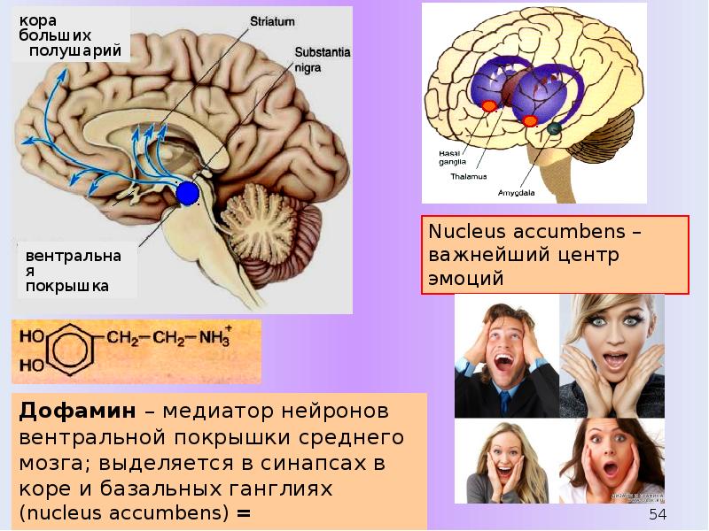 Мозг и эмоции