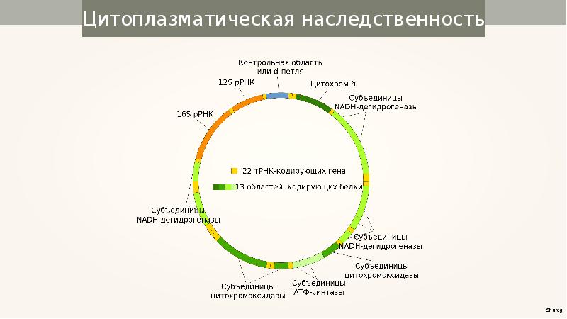 Цитоплазматическая наследственность презентация