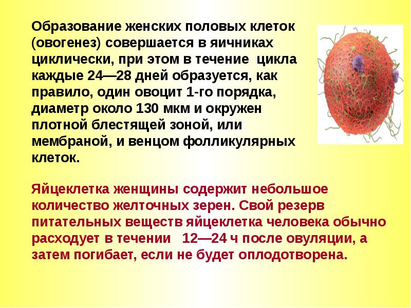 Образование женских половых клеток. Овогенез в яичниках. Количество образующихся клеток овогенез. Перед клетках яичника при овогенезе. Почему при овогенезе образуется не 4 а 1 яйцеклетка.