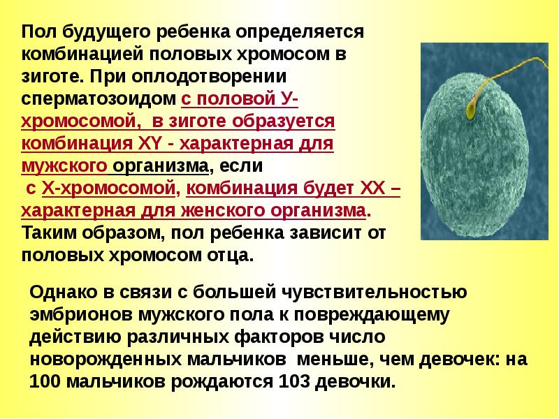 Если в яичниках самок животных происходит образование структуры на рисунке 4 то для этого животного