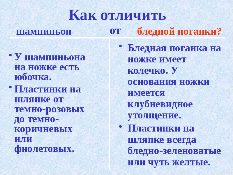 Сравнение бледной поганки и шампиньона сходство различия. Бледная поганка и шампиньон сходство и различие. Сходство бледной поганки и шампиньона. Сходства и различия бледной поганки от шампиньона. Сходство и различие бледной поганки и шампиньона для 2 класса.