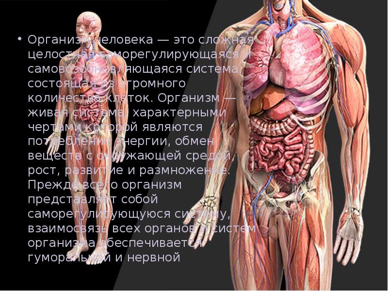 Реферат: Строение организма человека: клетки, ткани, органы, нервная система и мозг