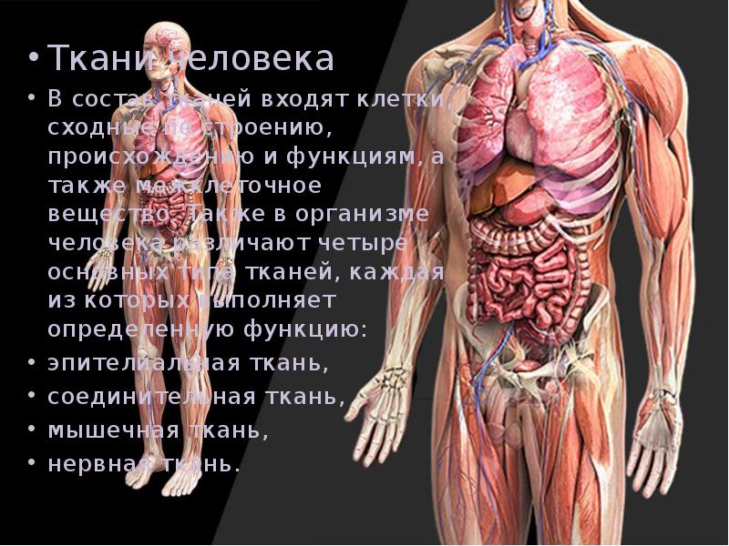 Человеческий организм в основном в. Строение тела человека. Строение организма человека. Человеческий организм. Строение человеческого организма.
