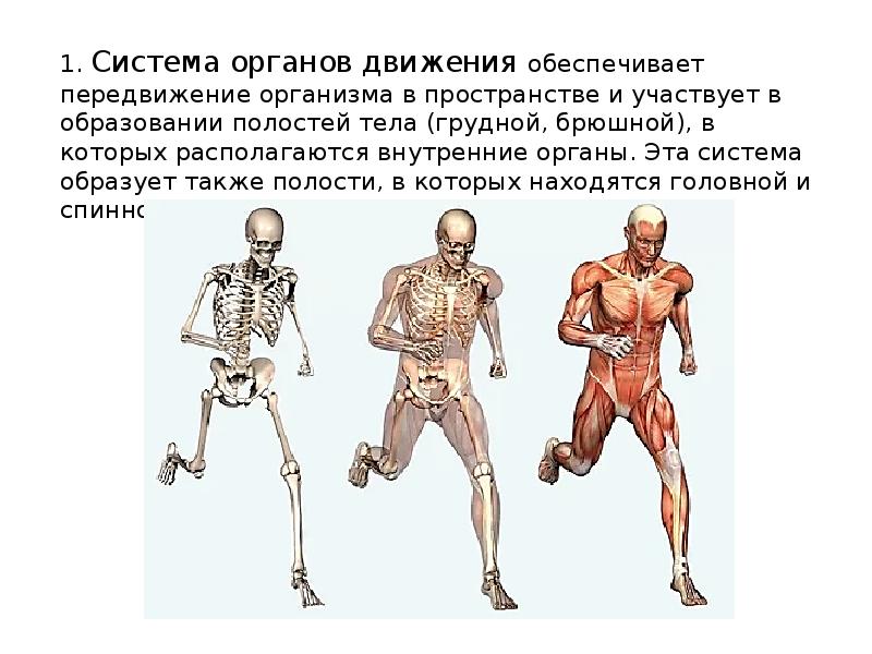 Особенности строения человека. Передвижение организмов. Система органов передвижения. Современный человек строение. Основы строения организма человека.