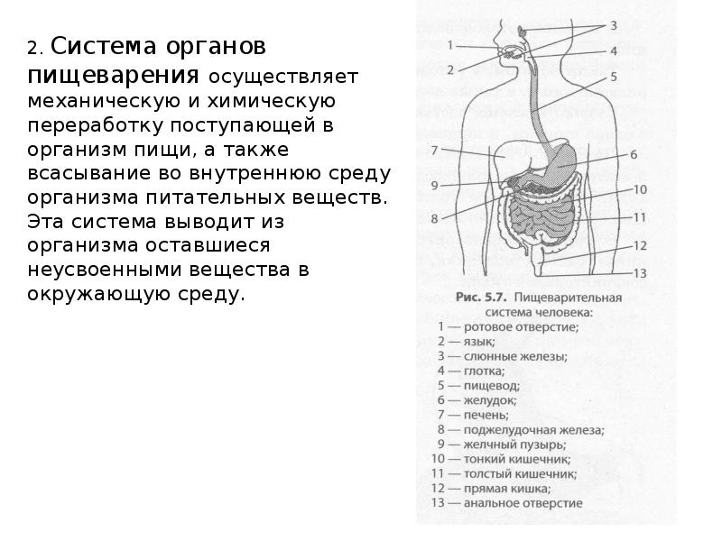 Длинный орган человека