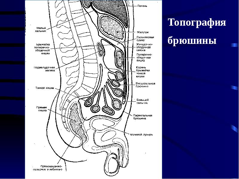 Стенки малого сальника