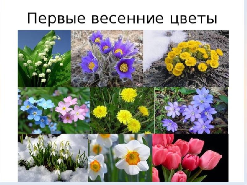 Какие цветы появляются весной