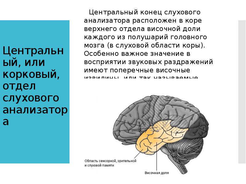 Центральный, или корковый, отдел слухового анализатора  Центральный конец слухового анализатора