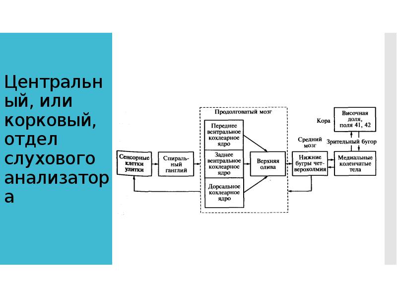 Центральный, или корковый, отдел слухового анализатора