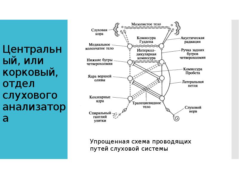 Центральный, или корковый, отдел слухового анализатора