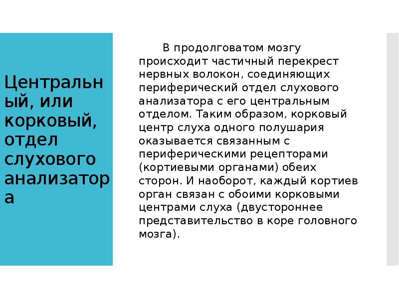 Центральный, или корковый, отдел слухового анализатора     