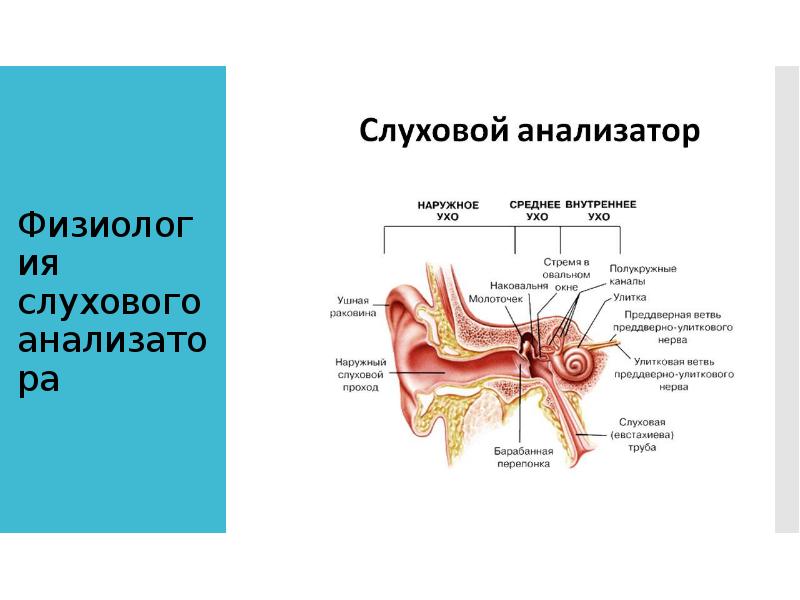 Части слухового анализатора картинка