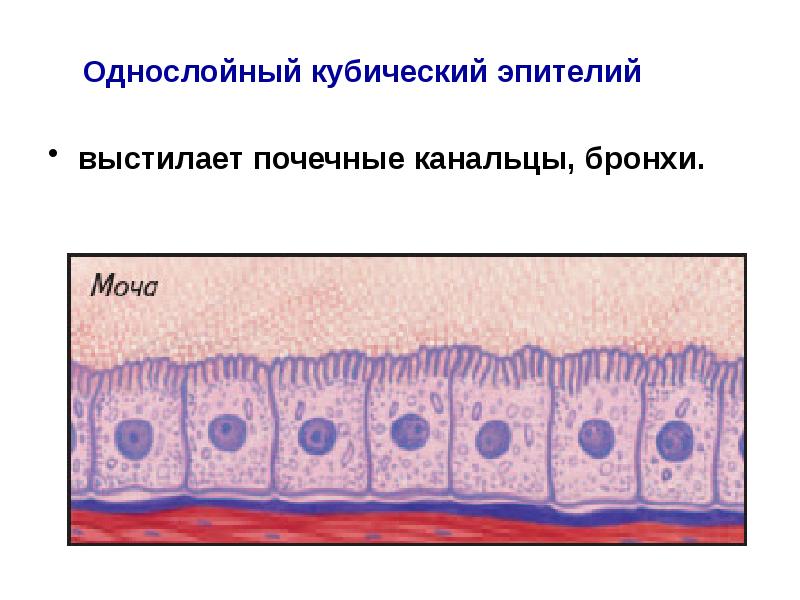 Эпителиальная клетка рисунок