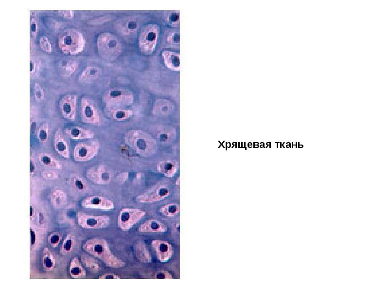 Хрящевая ткань гистология презентация