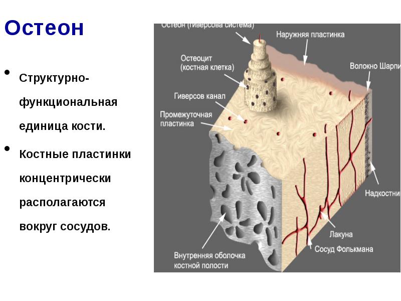 Структурная единица кости рисунок