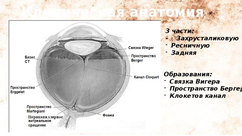 Анатомия глаза презентация