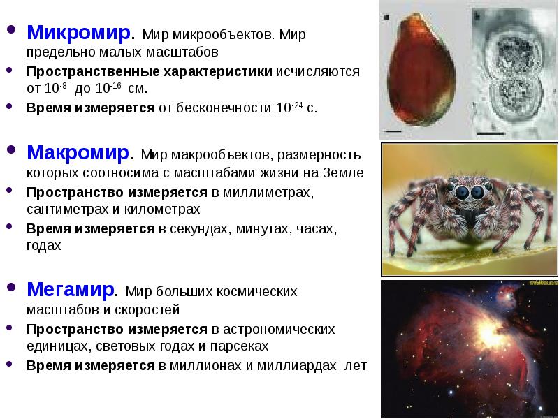 Презентация на тему микромир