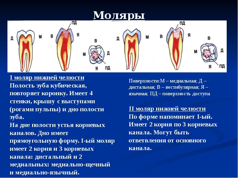 Устья корневых каналов схема