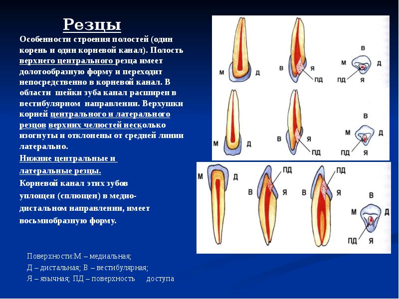 Характеристика полостей. Центральный резец верхней челюсти анатомия. Резцы зубы анатомия. Центральный резец нижней челюсти анатомия корневого канала. Резец верхней челюсти анатомия корневых каналов.