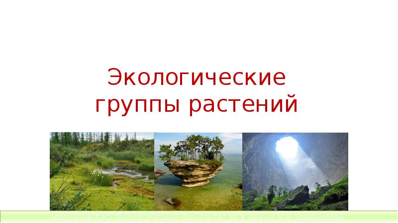 Экологические группы растений Экологические группы растений