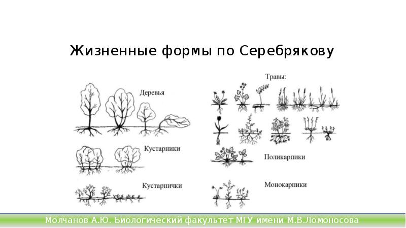 Жизненные формы по Серебрякову Жизненные формы по Серебрякову