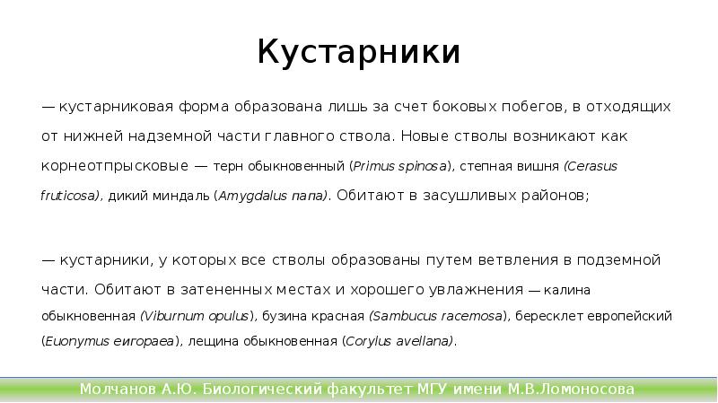 Кустарники
— кустарниковая форма образована лишь за счет боковых побегов, в Кустарники
— кустарниковая форма образована лишь за счет боковых побегов, в