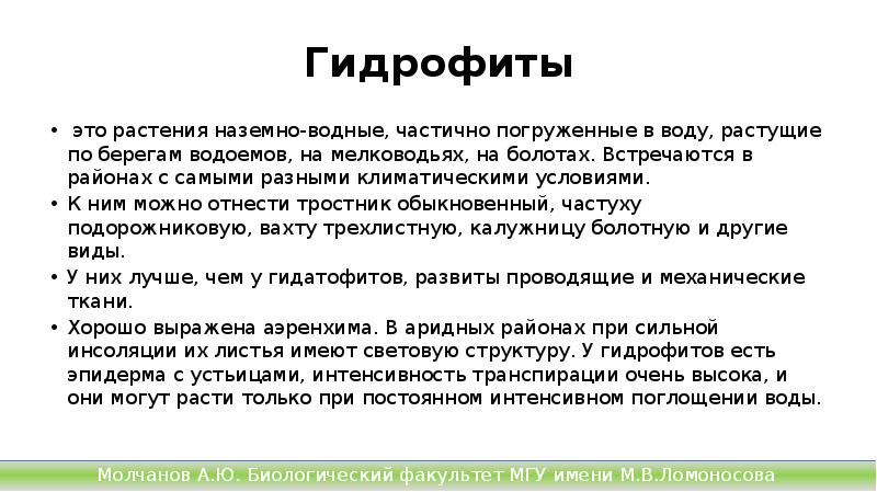 Гидрофиты
это растения наземно-водные, частично погруженные в воду, растущие по берегам Гидрофиты
это растения наземно-водные, частично погруженные в воду, растущие по берегам