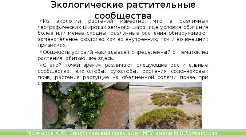 Экологические растительные сообщества
Из экологии растений известно, что в различных географических Экологические растительные сообщества
Из экологии растений известно, что в различных географических