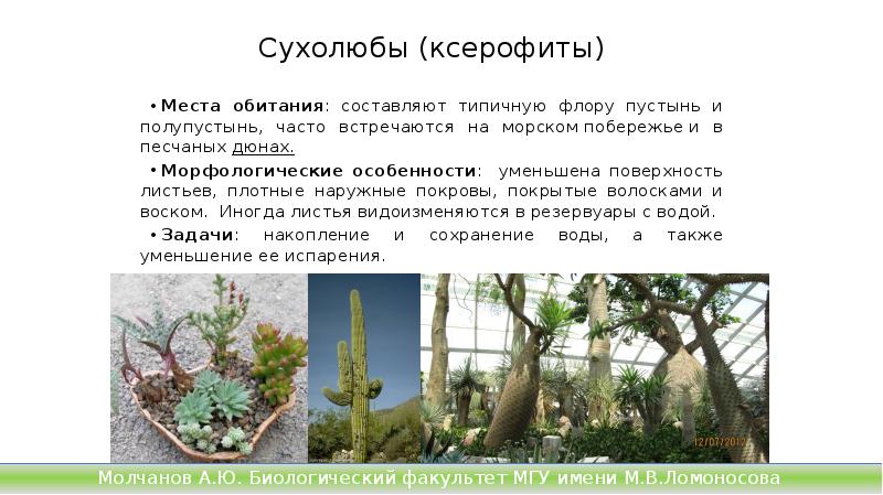 Сухолюбы (ксерофиты)
Места обитания: составляют типичную флору пустынь и полупустынь, часто Сухолюбы (ксерофиты)
Места обитания: составляют типичную флору пустынь и полупустынь, часто