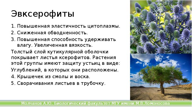 Эвксерофиты
Повышенная эластичность цитоплазмы.
Сниженная обводненность.
Повышенная способность удерживать Эвксерофиты
Повышенная эластичность цитоплазмы.
Сниженная обводненность.
Повышенная способность удерживать