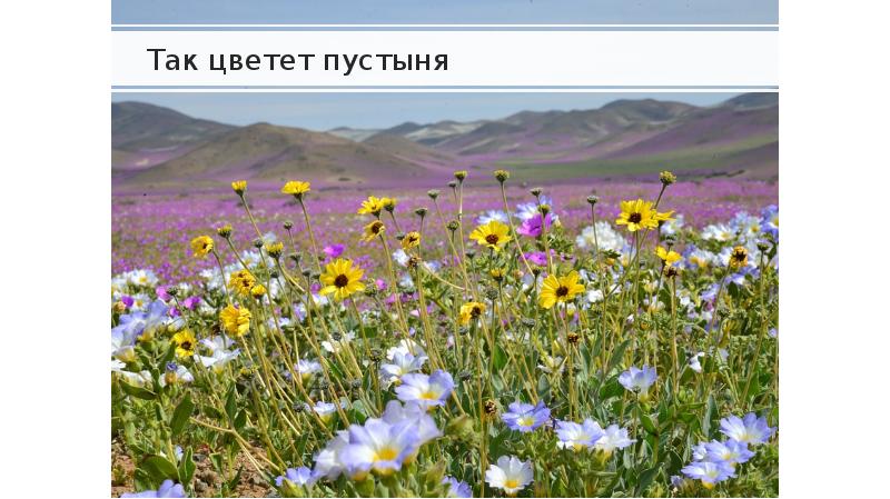 Так цветет пустыня Так цветет пустыня
