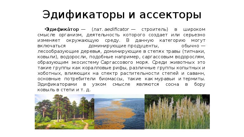 Эдификаторы и ассекторы
Эдифика́тор — (лат. aedificator — строитель) в широком смысле организм, деятельность Эдификаторы и ассекторы
Эдифика́тор — (лат. aedificator — строитель) в широком смысле организм, деятельность