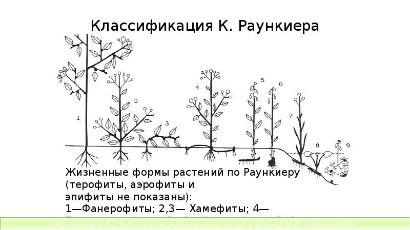 Классификация К. Раункиера Классификация К. Раункиера