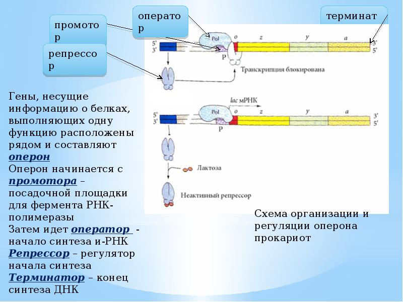 40 детальная физическая структура гена карта гена