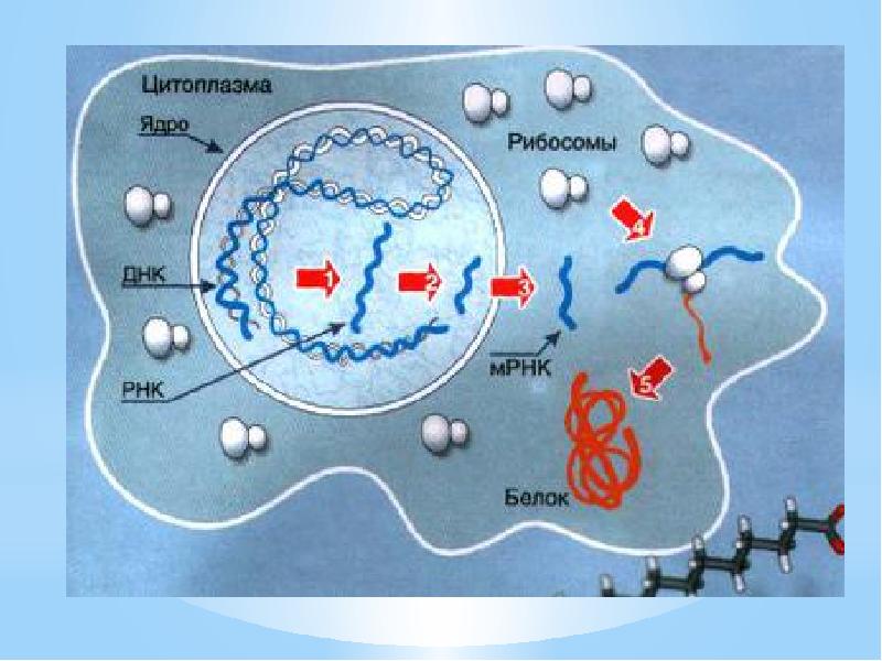Синтез белков фото
