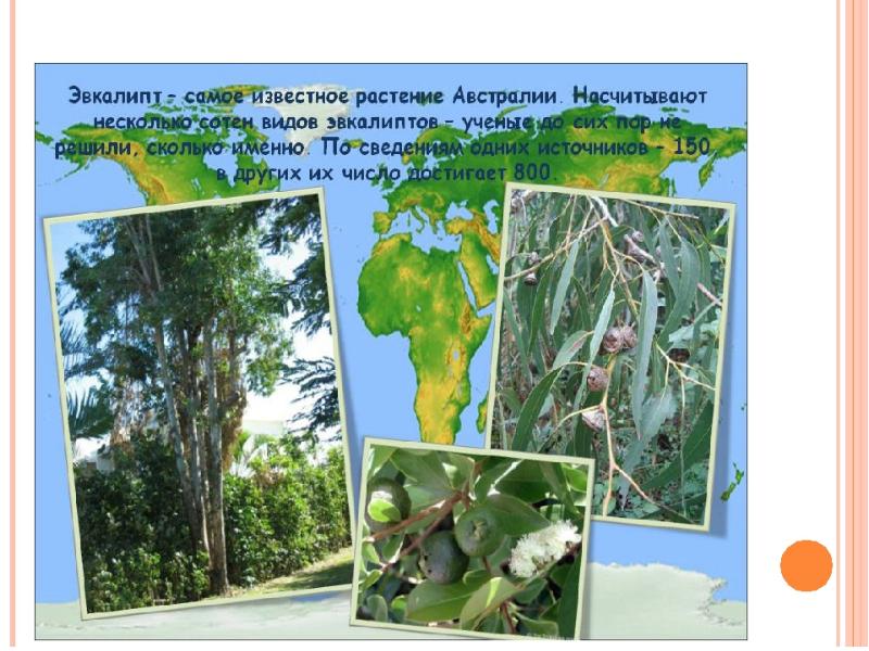 На каком материке растет эвкалипт