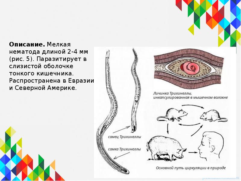 Рисунок трихинеллы в мышцах с обозначениями личинка