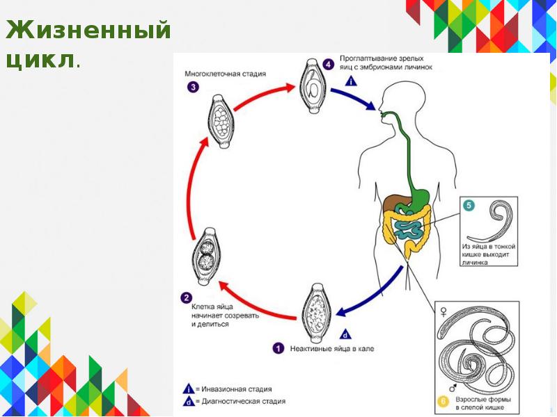 Стадия жизненного цикла червя. Цикл развития круглых червей схема. Жизненный цикл круглых червей. Власоглав человеческий жизненный цикл. Жизненный цикл круглых червей рисунок.