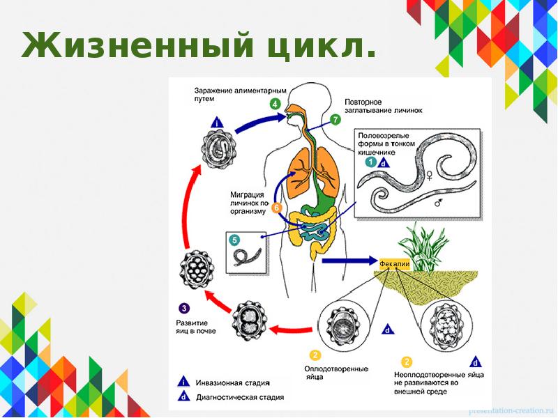 Схема цикла развития червей. Жизненный цикл круглых червей.