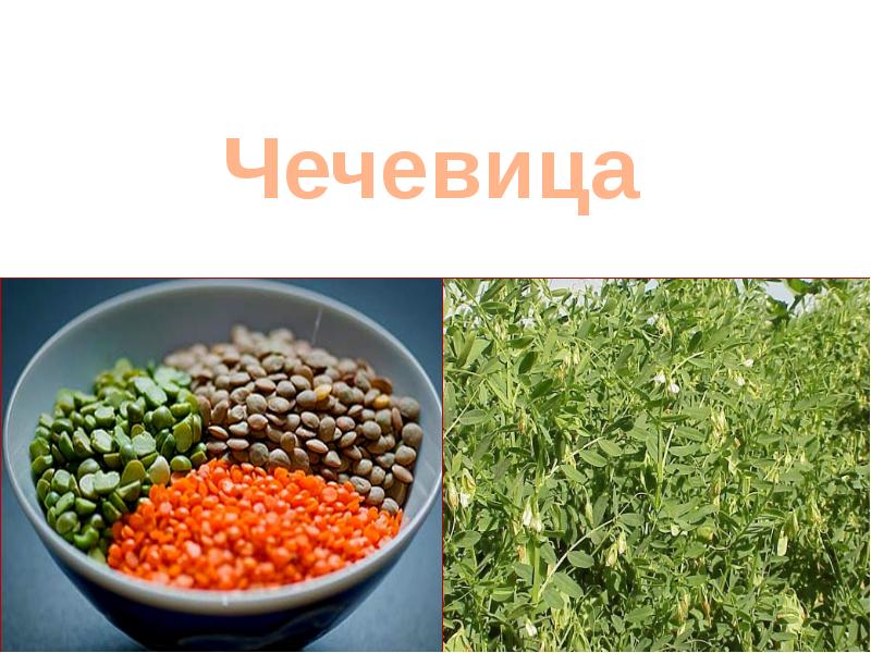 Чечевица технология