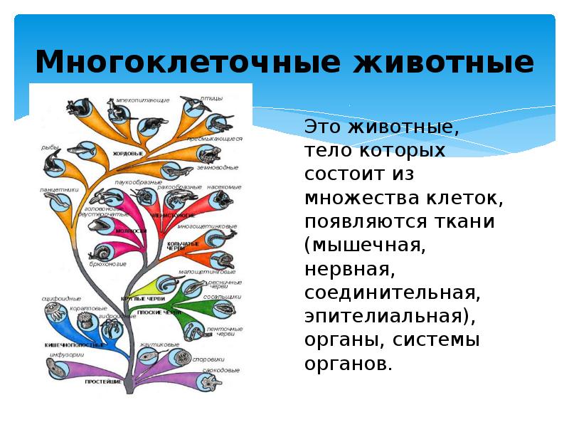 Биология 5 класс тема организм. Многоклеточные животные. Мношоклетчатые животные. Много клетотчные животные. Многоклеточные животные биология.