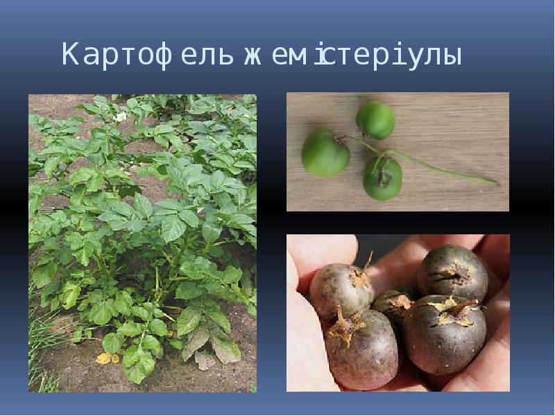 Плод картофеля. Клубень картофеля это плод. Ягоды картофеля. Картофель растение с плодами.