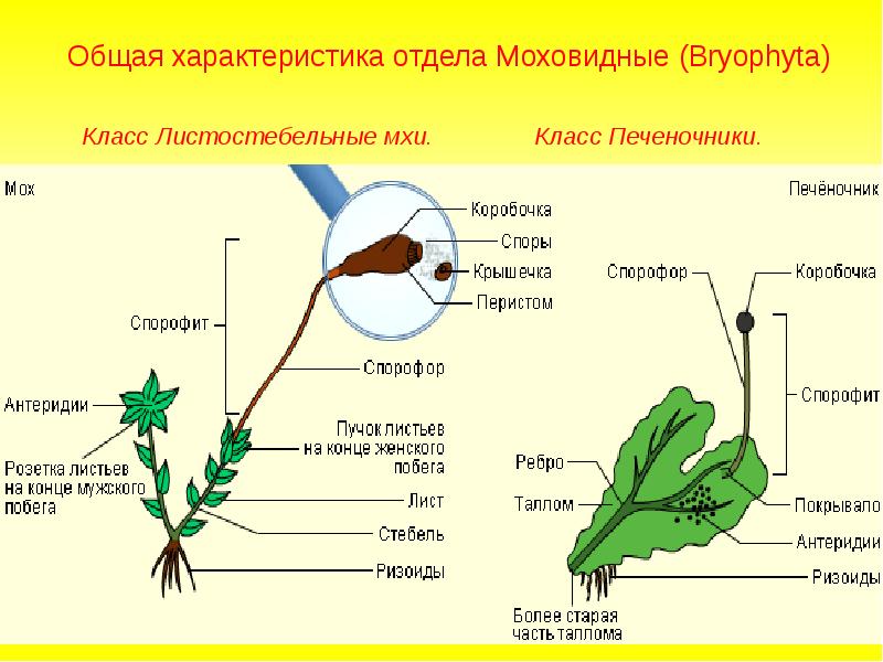 Подпишите что обозначено на рисунке цифрами мхи 5 класс