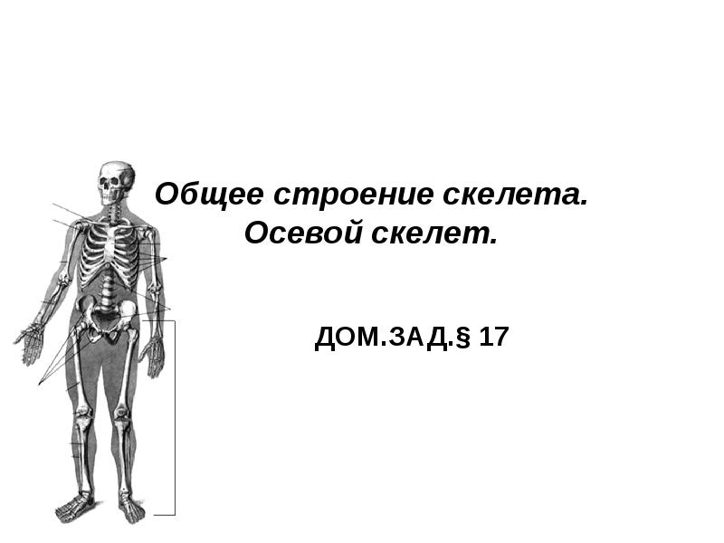 Выберите особенности строения скелета изображенного на рисунке. Осевой скелет. Осевой скелет анатомия. Строение скелета презентация. Общий обзор строение скелета.