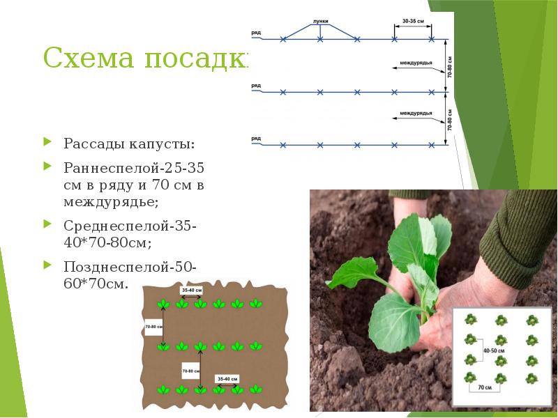 Схема посадки капусты